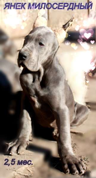 Кобель Немецкого Дога в Санкт-Петербурге