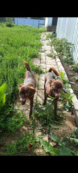 Щенки пти-брабансона в Москве фото 7