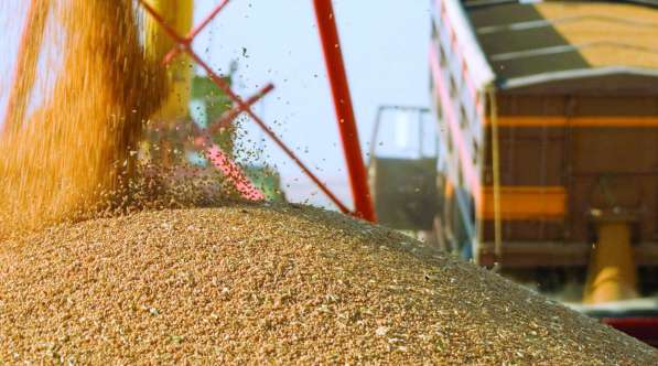 Пшеница 3, 4, 5 класс экспорт в Индия