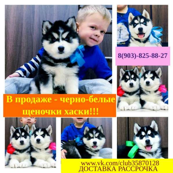 Яркие красивые хасята в Новодвинске
