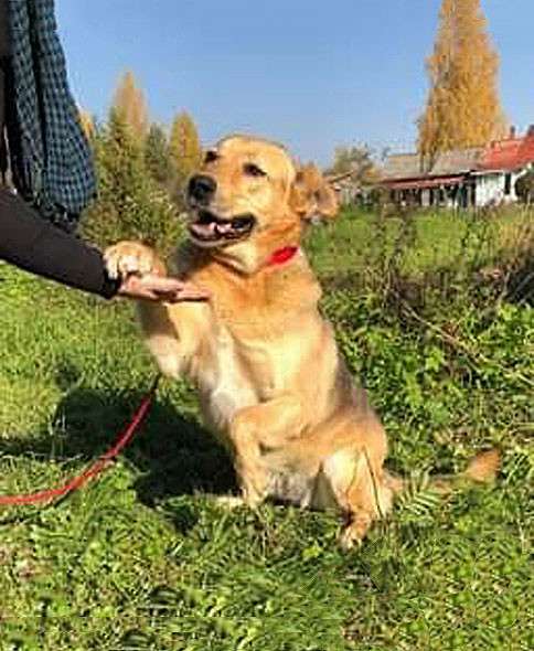 Подарок судьбы, молодая собака Ника, близкий метис ВЕО в дар в Москве фото 6