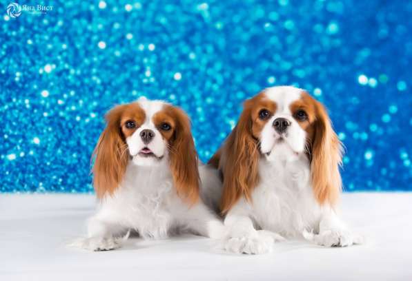 Кавалер кинг чарльз спаниель в Омске фото 5