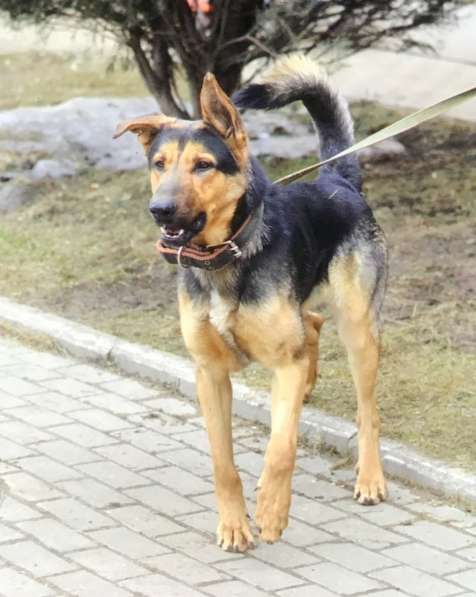 Охранный пёс Граф ищет дом и любящую семью в Москве фото 3