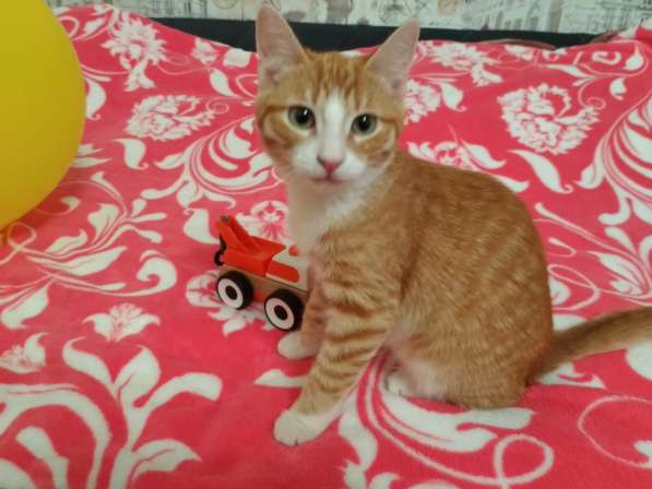 Котенок девочка в Твери