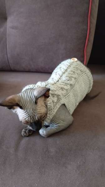 Вязаная одежда для кошек в Майкопе фото 9