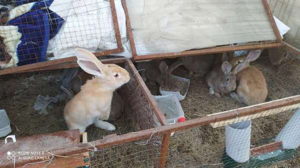 Продам кроликов породы Фландер в 