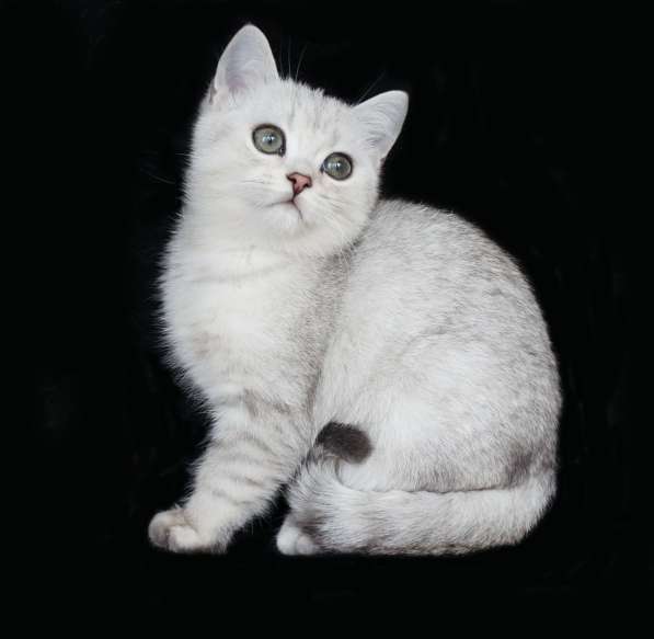 Британские котята с родословной в фото 6