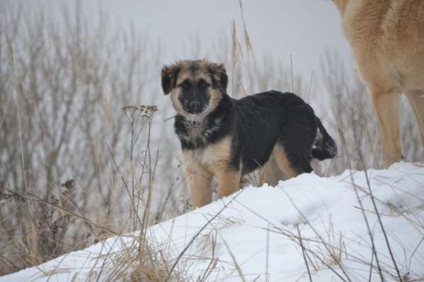 Щенок-подросток Сара в дар! в Москве фото 8