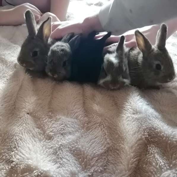 Крольчата в 
