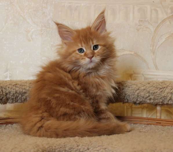Кошечка Мейн Кун U4 (Услада), красный мрамор в Железнодорожном фото 3