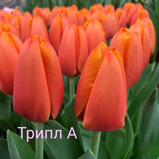 Тюльпаны в фото 6