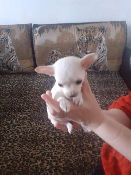 Поодам щенков чихуа в Дмитрове фото 4