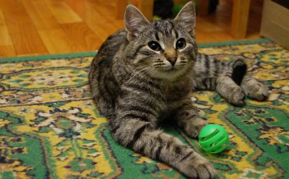 Котенок в поисках дома! в Жуковском фото 10