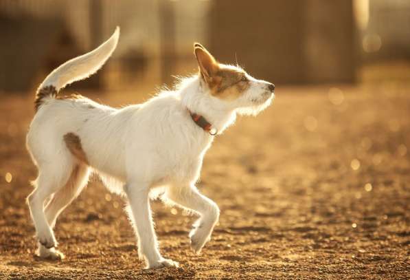 Белая пушистая компактная собачка в Санкт-Петербурге фото 22