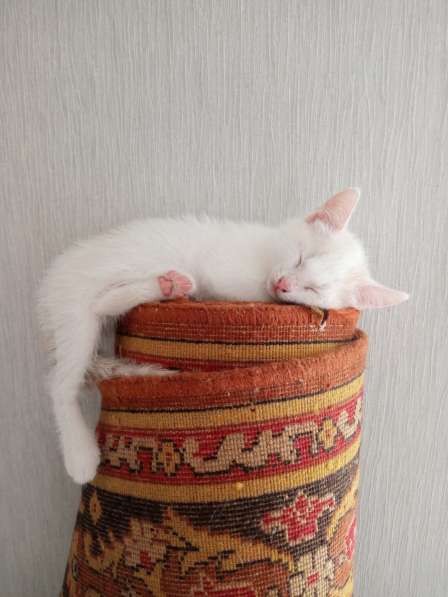 Котята в добрые руки в Уфе фото 7