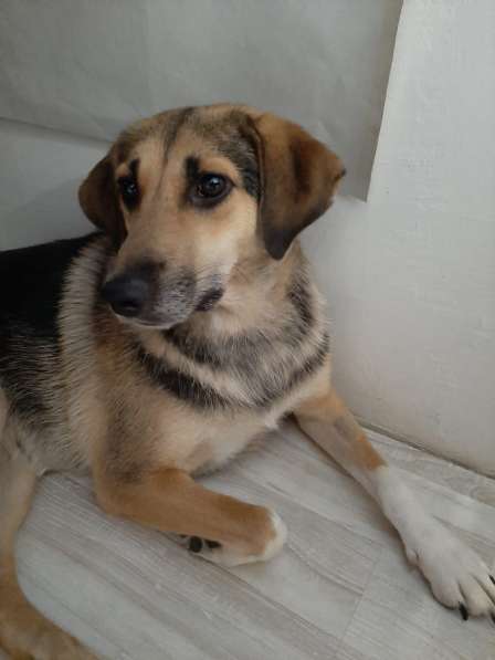 Собака в добрые руки в Москве фото 3