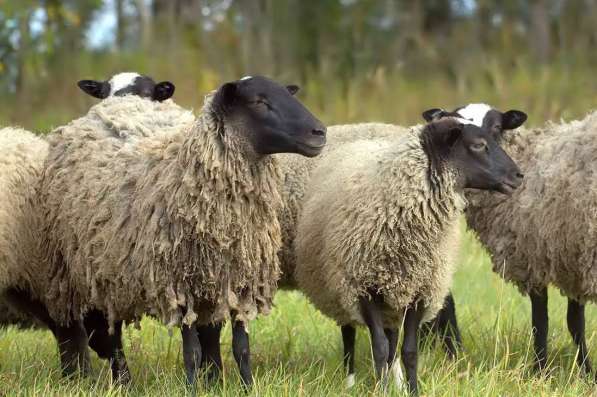 Племенные овцы породы Романовская (из Европы класса Элита)
