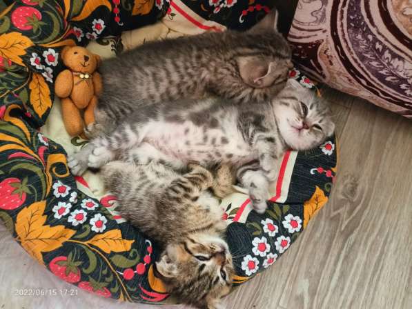 Британские котята в Москве фото 7