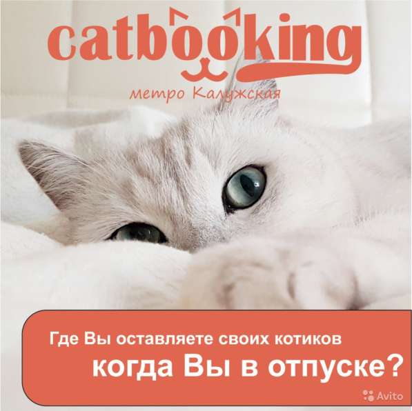 Гостиница для кошек в Москве фото 10