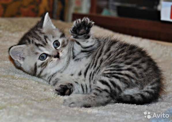 Котята -вислоухие и прямоухие в Костроме фото 9