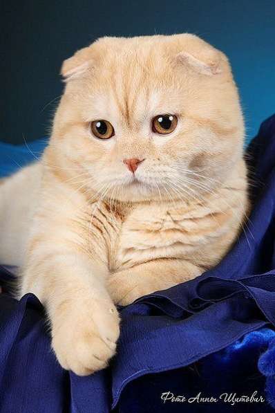 Британские котята элитных кровей в Санкт-Петербурге фото 3