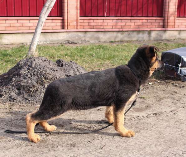 Щенки овчарки Питомник в фото 15