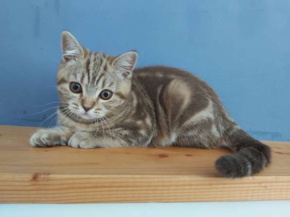 Милый котёнок шотландец с прямыми ушками (девочка) в фото 16