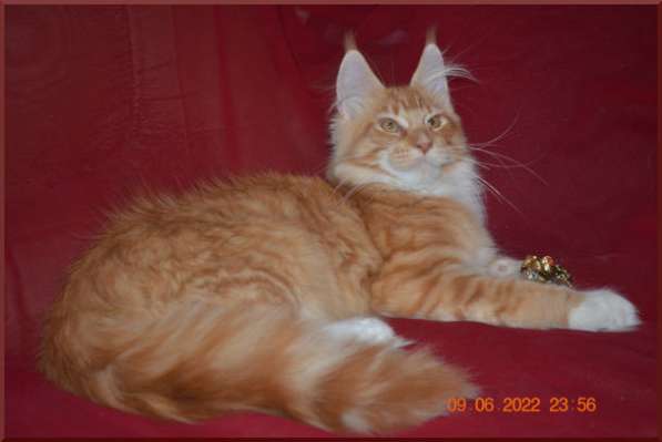 Роскошный черный котик мейн-кун из питомника в Астрахани фото 25