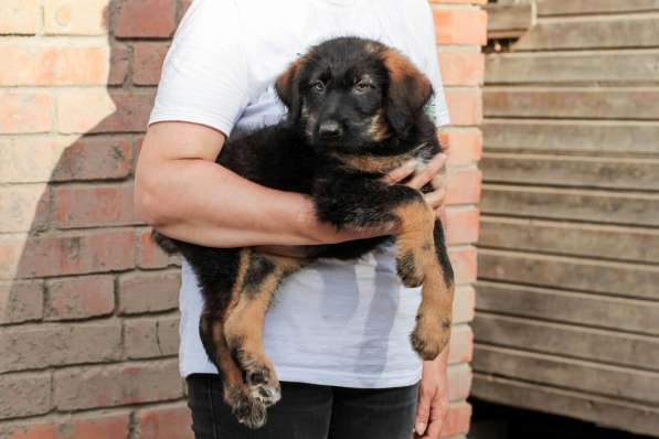 Собака в хорошие руки щенок в Санкт-Петербурге фото 4