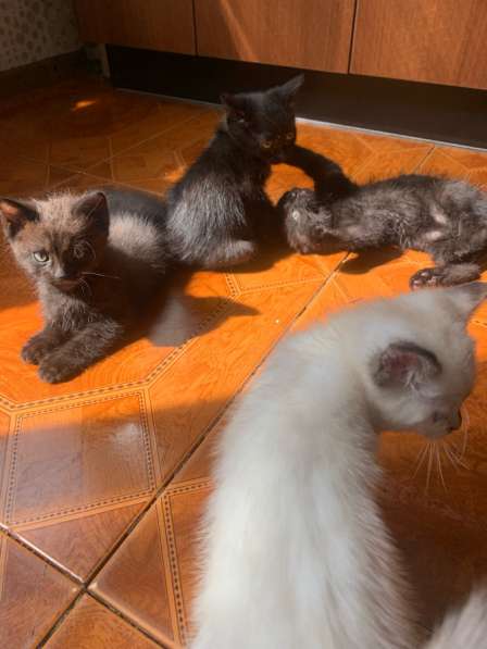 Котята в добрые руки в Благовещенске фото 3