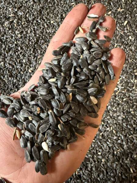 Подсолнечник в Тамбове