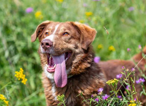 Молодой весёлый Барни в добрые руки! в Москве фото 3