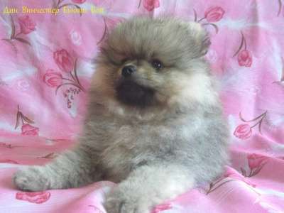 Продается щенок померанского шпица в Калининграде фото 3