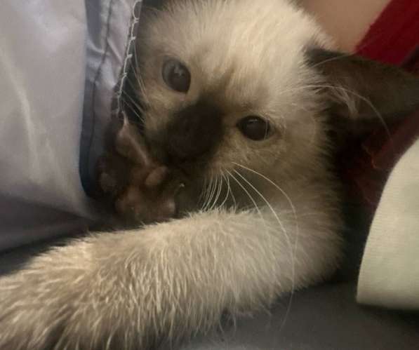 Тайский котенок