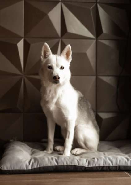 Маленькая белая собачка Белка в дар в Москве фото 5