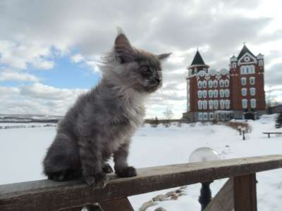 котята мейн-кун в Челябинске фото 8