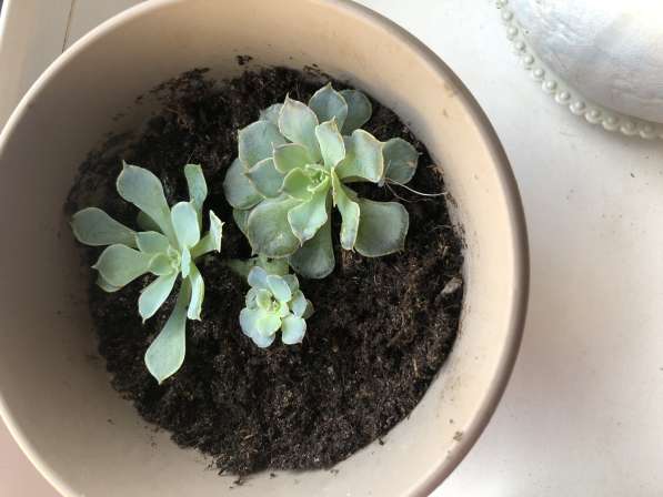 Продаю каменную розу