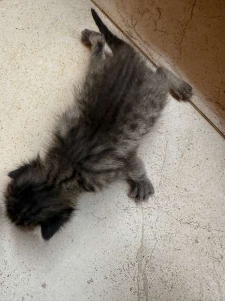 Котята в Краснодаре