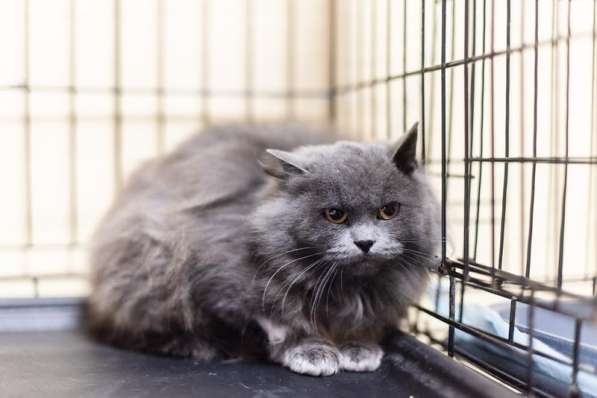 Пушистая красавица Артемида в добрые руки