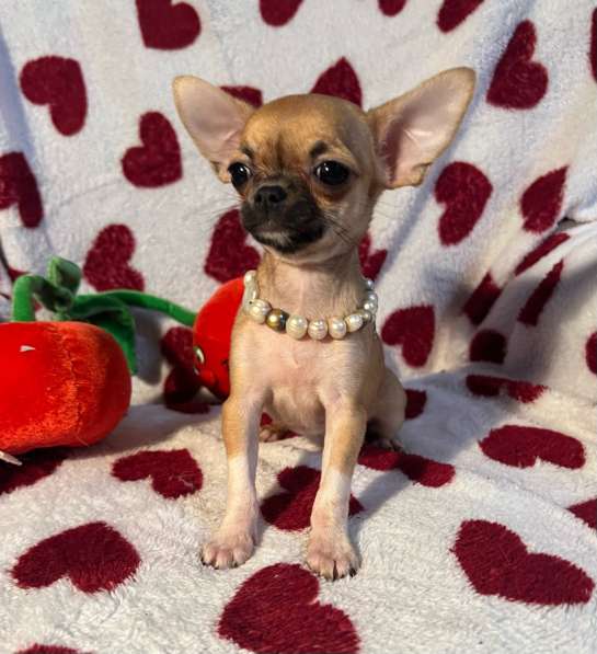 Щенки чихуахуа в Санкт-Петербурге фото 9