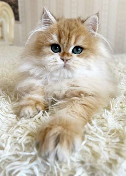 Милый Барни в окрасе ny12 в Москве фото 3