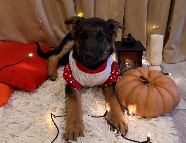 Очень красивые щенки в Санкт-Петербурге фото 8