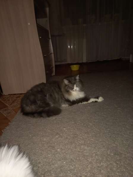 Кот сибиряк,4 года в Новосибирске фото 59