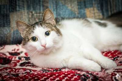 Отдам даром Ласковая Мила ищет семью