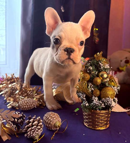 Французский бульдог в Уссурийске фото 7