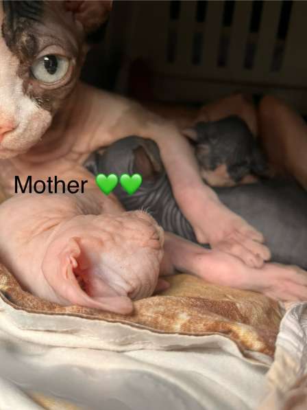 Канадский сфинкс в Москве фото 4