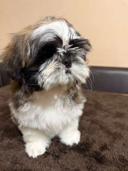 Щенок ши-тцу с родословной в Тамбове фото 3