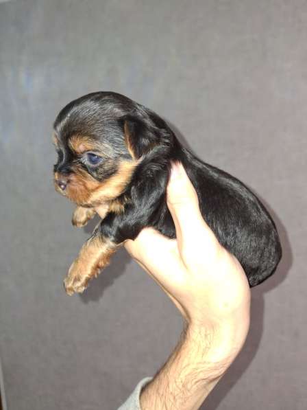 Чистокровные щенки Йоркширского Терьера в фото 4