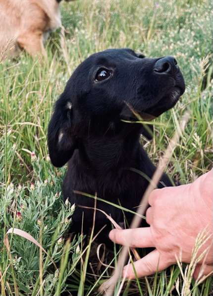 Отдам в добрые руки!