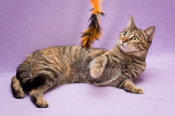 Кошка в добрые руки. Красавица Линда в Москве фото 10